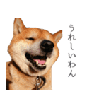 柴犬しばじろう（個別スタンプ：10）