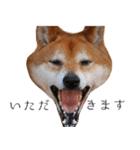 柴犬しばじろう（個別スタンプ：11）