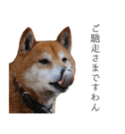 柴犬しばじろう（個別スタンプ：12）