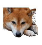 柴犬しばじろう（個別スタンプ：13）