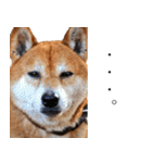 柴犬しばじろう（個別スタンプ：14）