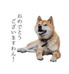 柴犬しばじろう（個別スタンプ：15）