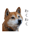 柴犬しばじろう（個別スタンプ：17）
