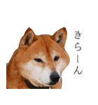 柴犬しばじろう（個別スタンプ：18）
