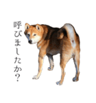 柴犬しばじろう（個別スタンプ：19）