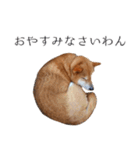 柴犬しばじろう（個別スタンプ：20）