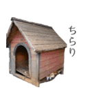 柴犬しばじろう（個別スタンプ：21）