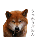 柴犬しばじろう（個別スタンプ：22）