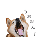 柴犬しばじろう（個別スタンプ：23）