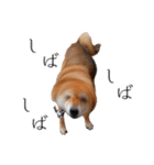 柴犬しばじろう（個別スタンプ：24）