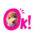 うるさいわんこ達（個別スタンプ：1）
