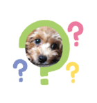 うるさいわんこ達（個別スタンプ：4）