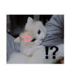 ラガマフィンのさすけ ひらがな2（個別スタンプ：4）