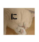 ラガマフィンのさすけ ひらがな2（個別スタンプ：10）