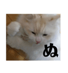 ラガマフィンのさすけ ひらがな2（個別スタンプ：11）
