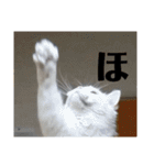 ラガマフィンのさすけ ひらがな2（個別スタンプ：16）