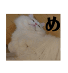 ラガマフィンのさすけ ひらがな2（個別スタンプ：19）