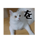 ラガマフィンのさすけ ひらがな2（個別スタンプ：23）