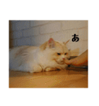 ラガマフィンのさすけ ひらがな2（個別スタンプ：24）