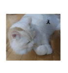 ラガマフィンのさすけ ひらがな2（個別スタンプ：26）