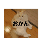 ラガマフィンのさすけ ひらがな2（個別スタンプ：29）