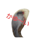 シルバー文鳥ビビ（個別スタンプ：1）