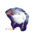 シルバー文鳥ビビ（個別スタンプ：2）