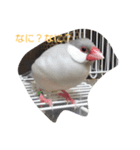 シルバー文鳥ビビ（個別スタンプ：4）