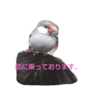 シルバー文鳥ビビ（個別スタンプ：6）