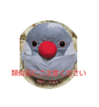 シルバー文鳥ビビ（個別スタンプ：8）