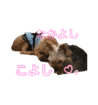 Ran＆Coco（個別スタンプ：1）