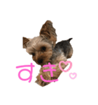 Ran＆Coco（個別スタンプ：7）