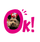 Ran＆Coco（個別スタンプ：8）