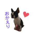 ボストンテリア choa☆（個別スタンプ：6）