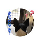 ボストンテリア choa☆（個別スタンプ：10）