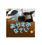 ボストンテリア choa☆（個別スタンプ：12）