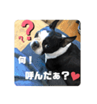 ボストンテリア choa☆（個別スタンプ：17）