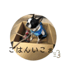ボストンテリア choa☆（個別スタンプ：29）