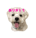 マルチーズ  ♡ぐみちゃん2（個別スタンプ：2）