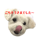 マルチーズ  ♡ぐみちゃん2（個別スタンプ：4）