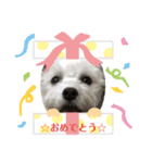 マルチーズ  ♡ぐみちゃん2（個別スタンプ：7）