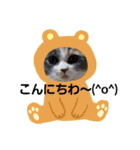 可愛い猫FAM（個別スタンプ：1）