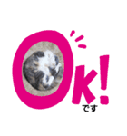 可愛い猫FAM（個別スタンプ：3）