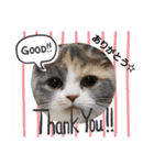 可愛い猫FAM（個別スタンプ：5）