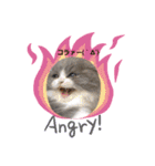 可愛い猫FAM（個別スタンプ：6）