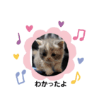 可愛い猫FAM（個別スタンプ：10）