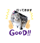 可愛い猫FAM（個別スタンプ：11）
