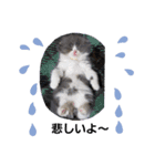 可愛い猫FAM（個別スタンプ：12）