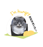 可愛い猫FAM（個別スタンプ：13）