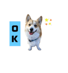 コーギーコロ助（個別スタンプ：2）